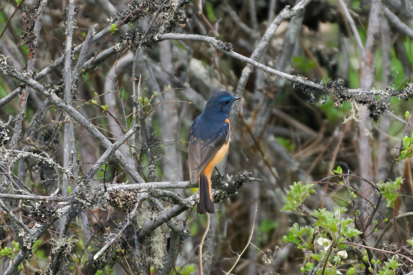Blue-fronted Redstart