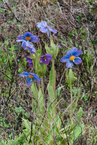 Blue Poppy (Meconopsis grandis)