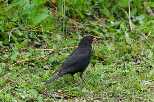Tibetan Blackbird (Turdus maximus), photo 9
