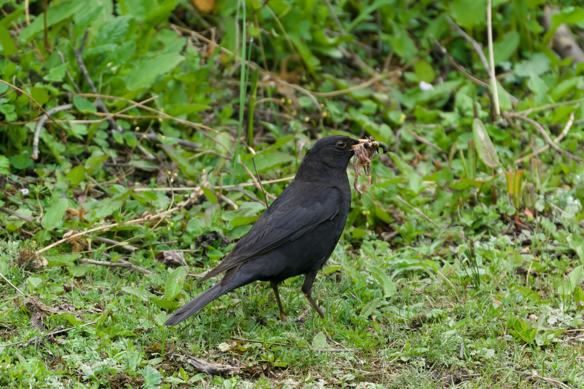 Tibetan Blackbird
