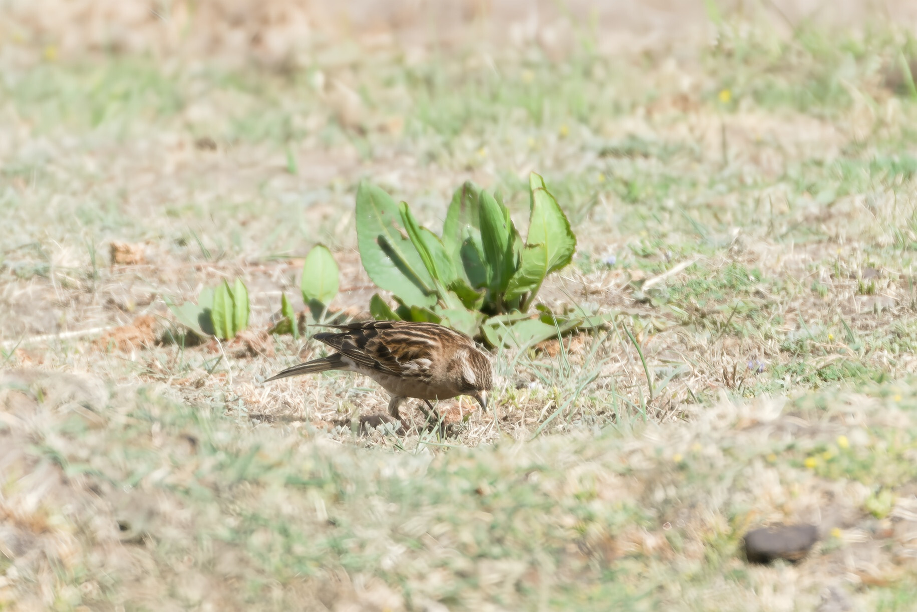 Plain Mountain Finch