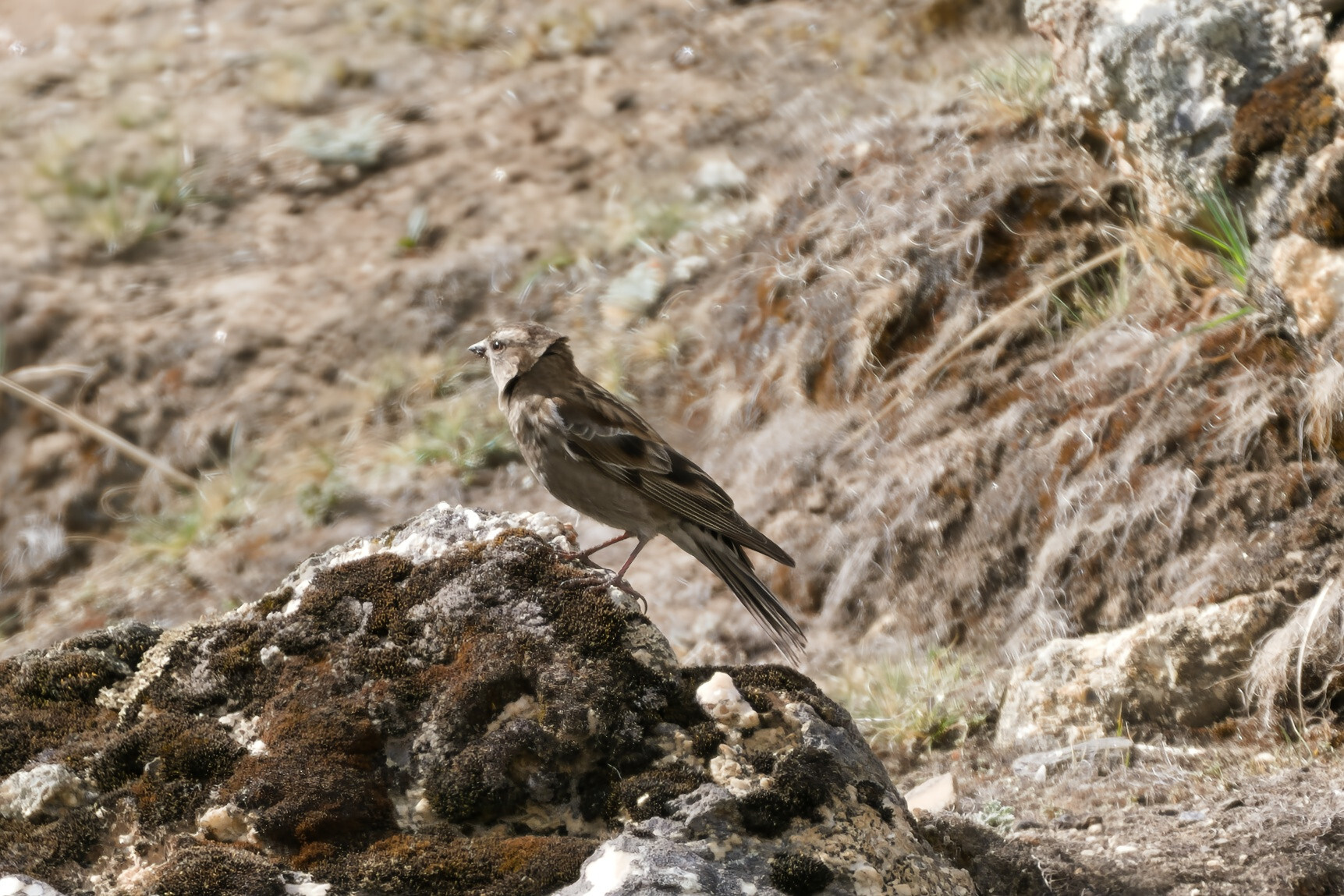 Plain Mountain Finch