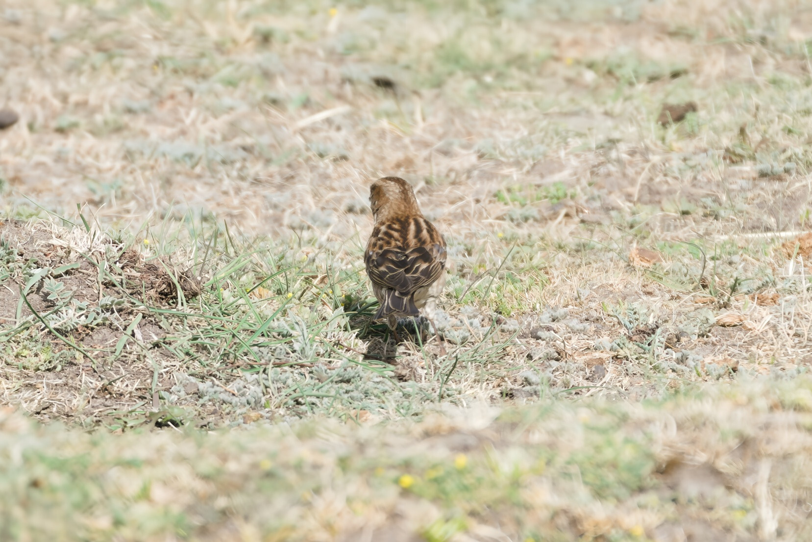 Plain Mountain Finch