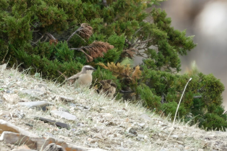 Brown Accentor