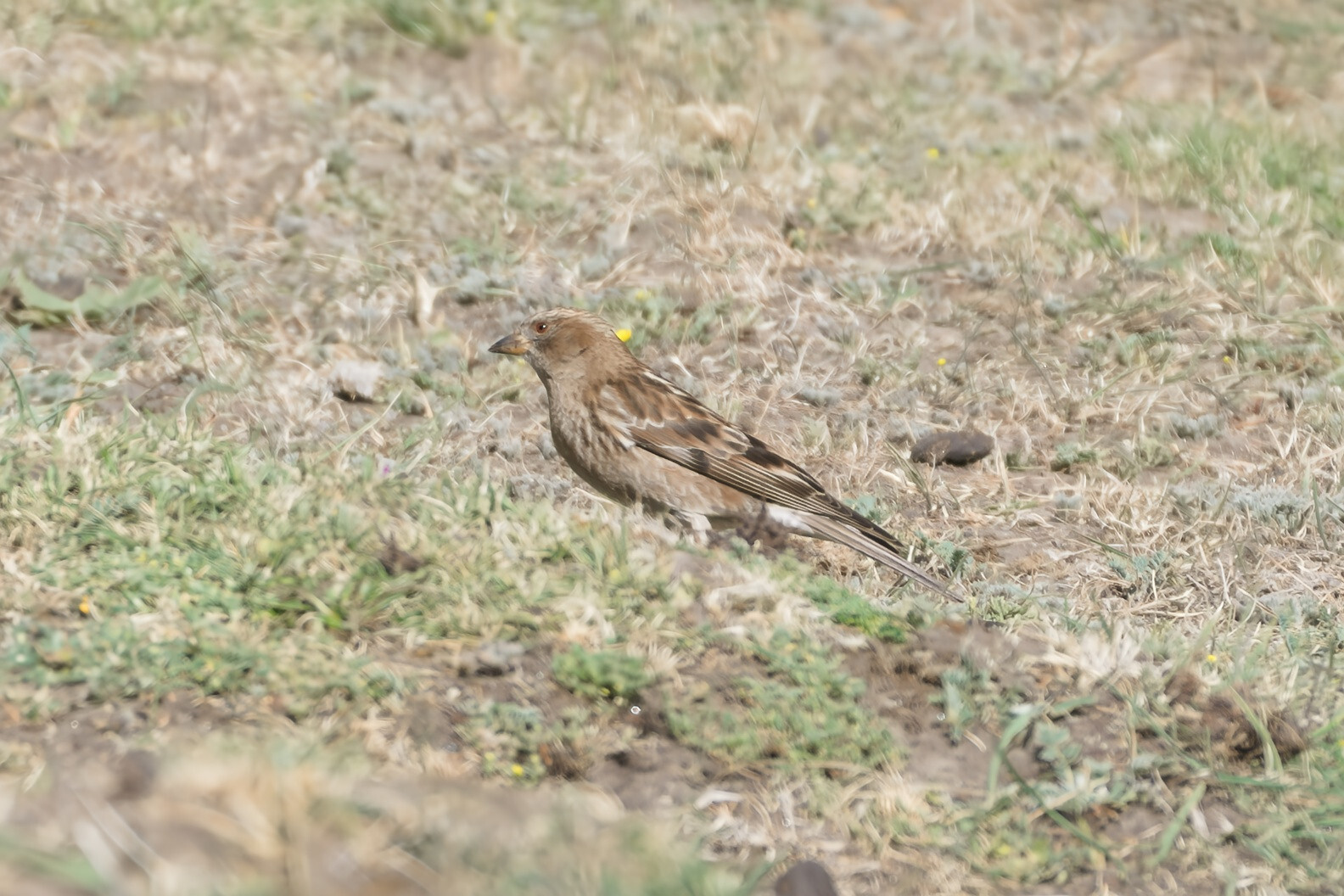 Plain Mountain Finch