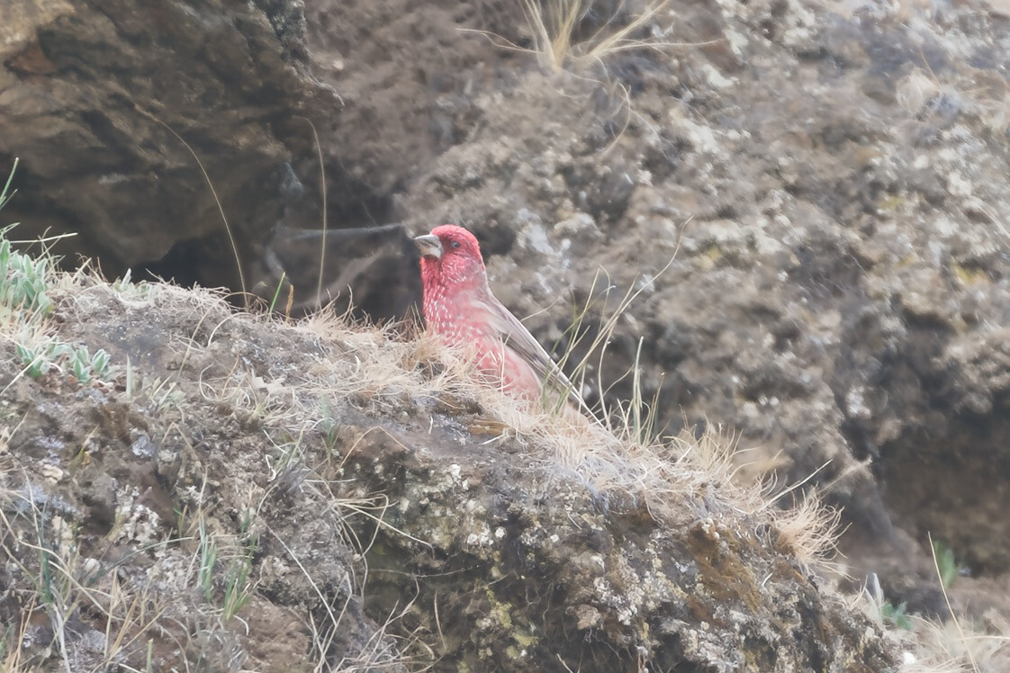 Great Rosefinch