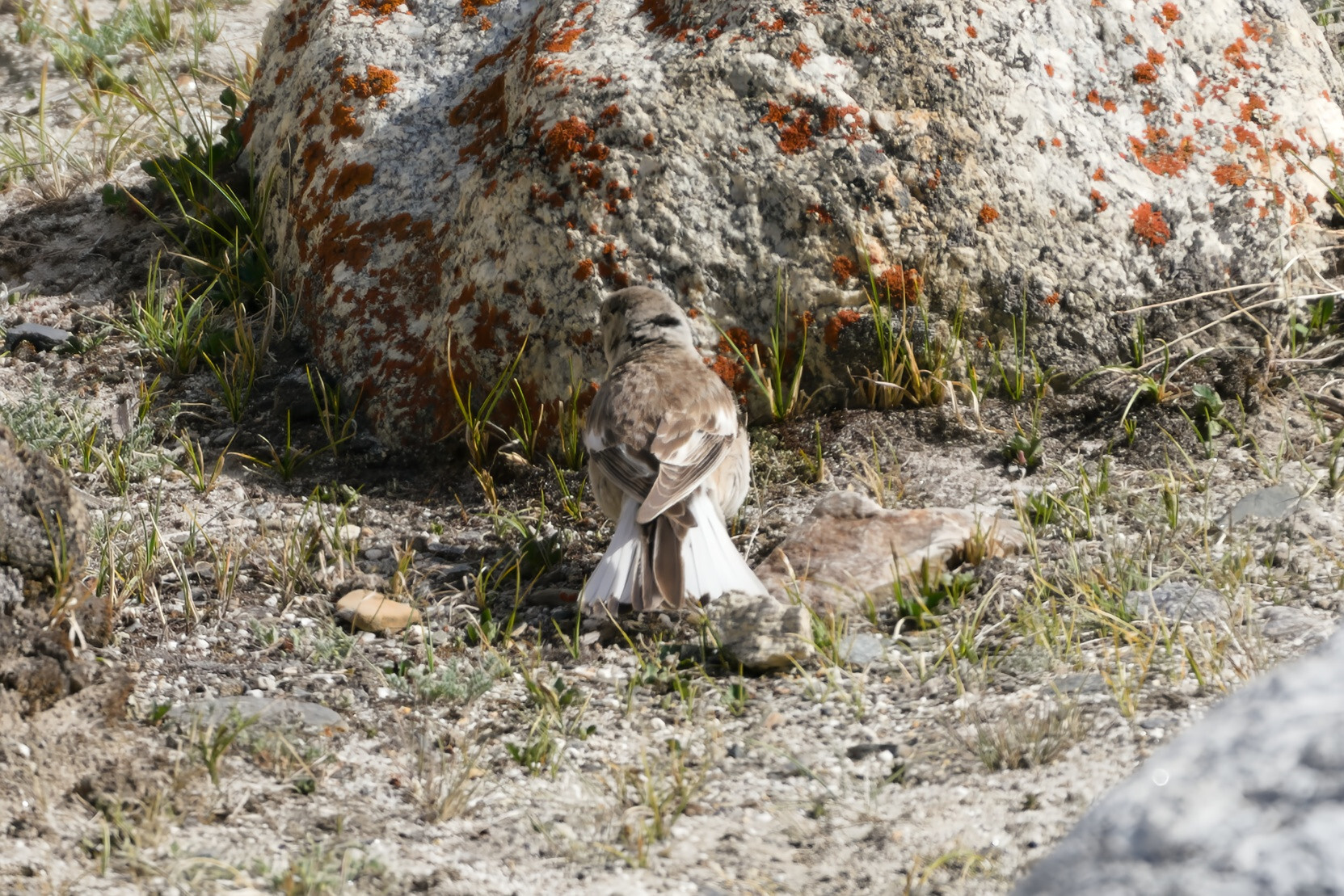 Black-winged Snowfinch