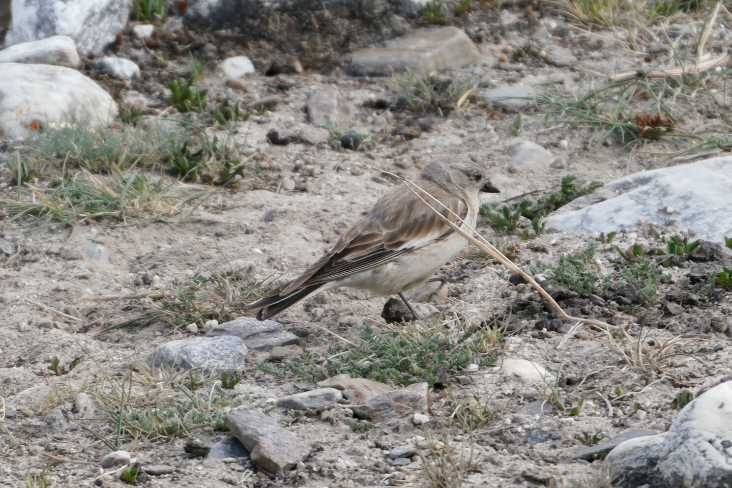 Black-winged Snowfinch