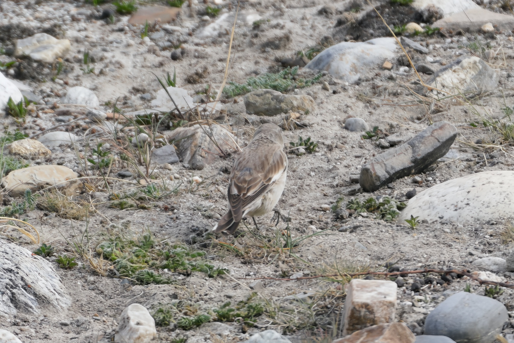 Black-winged Snowfinch