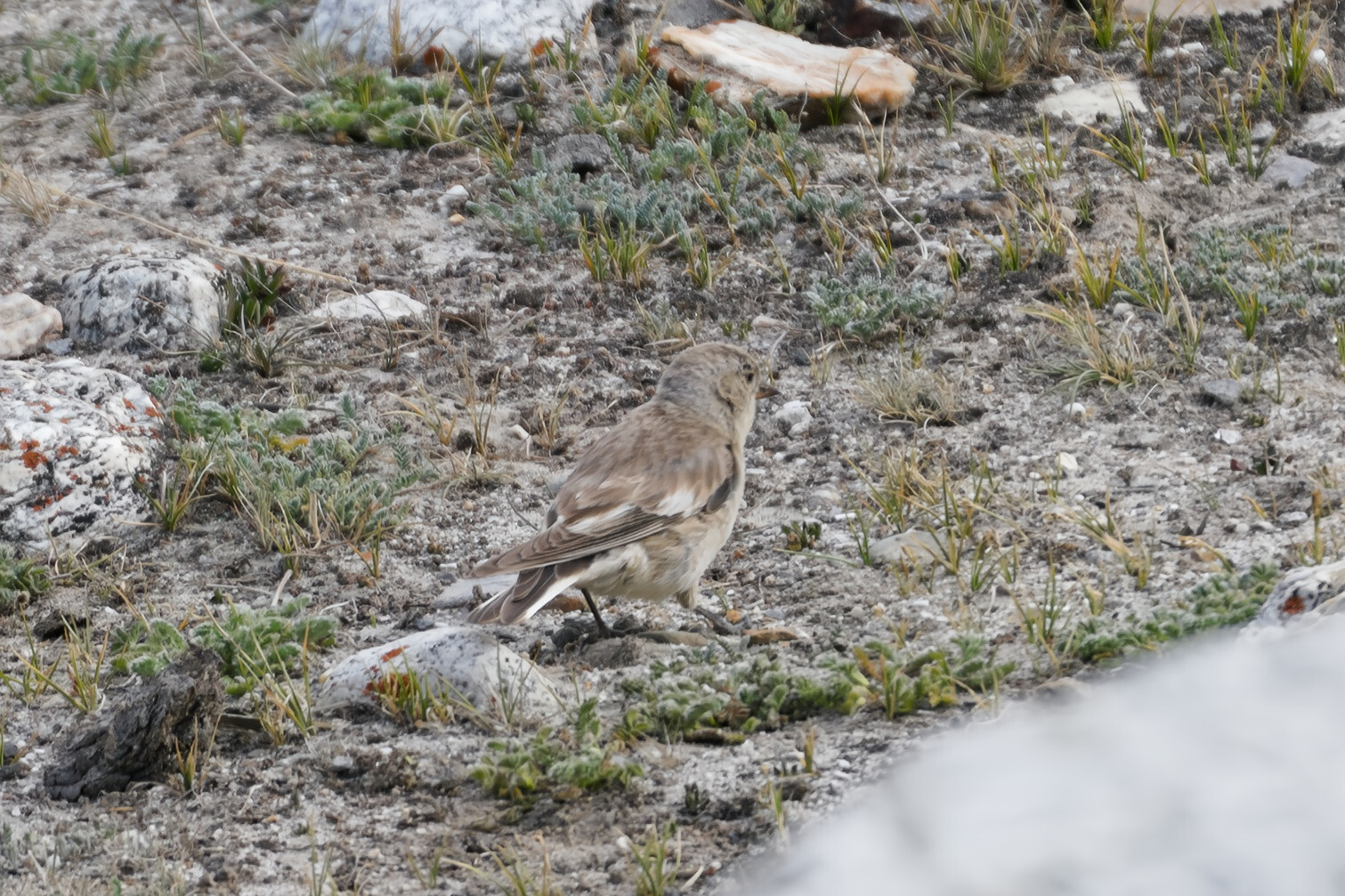 Black-winged Snowfinch