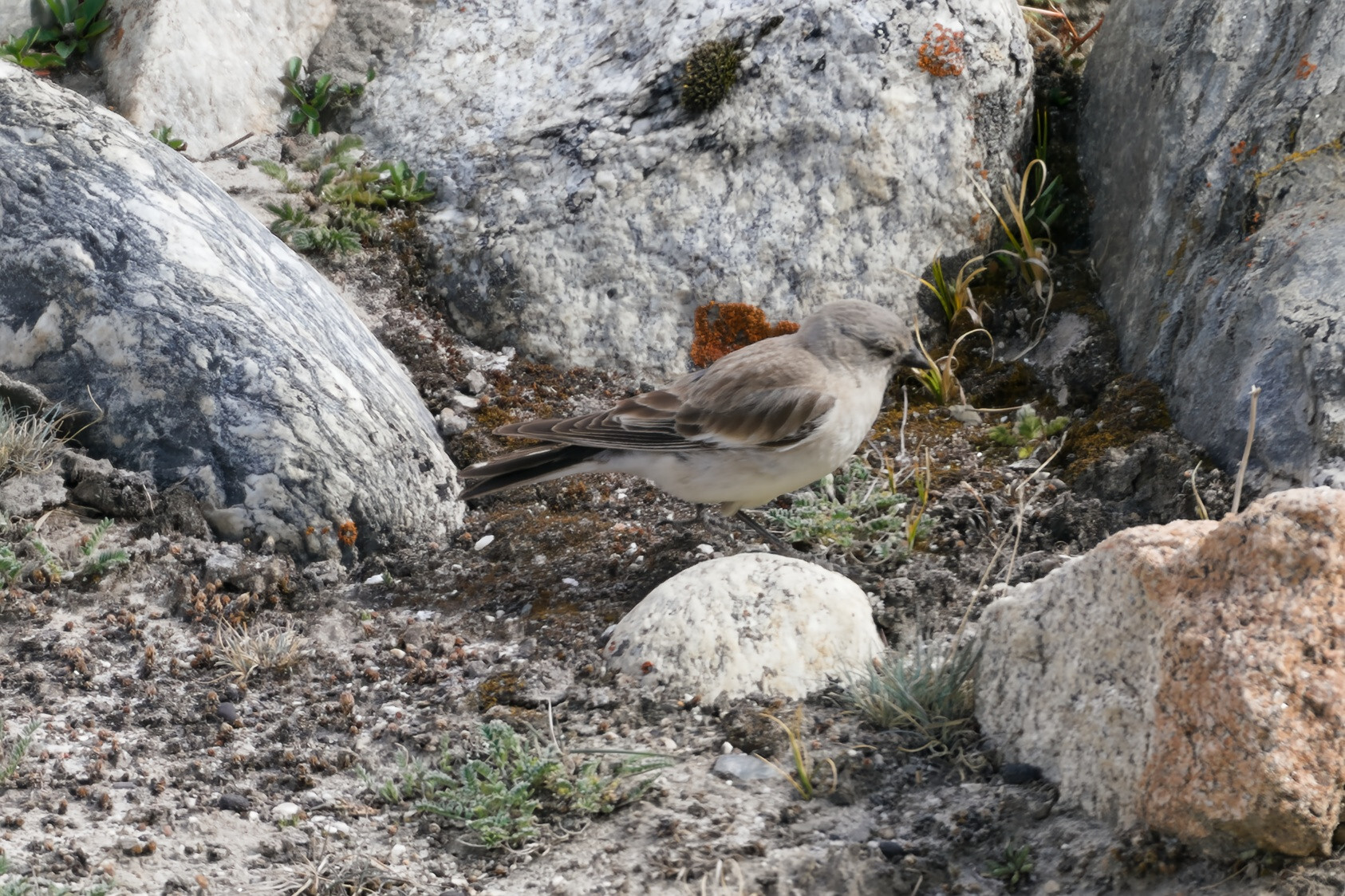 Brandt's Mountain Finch