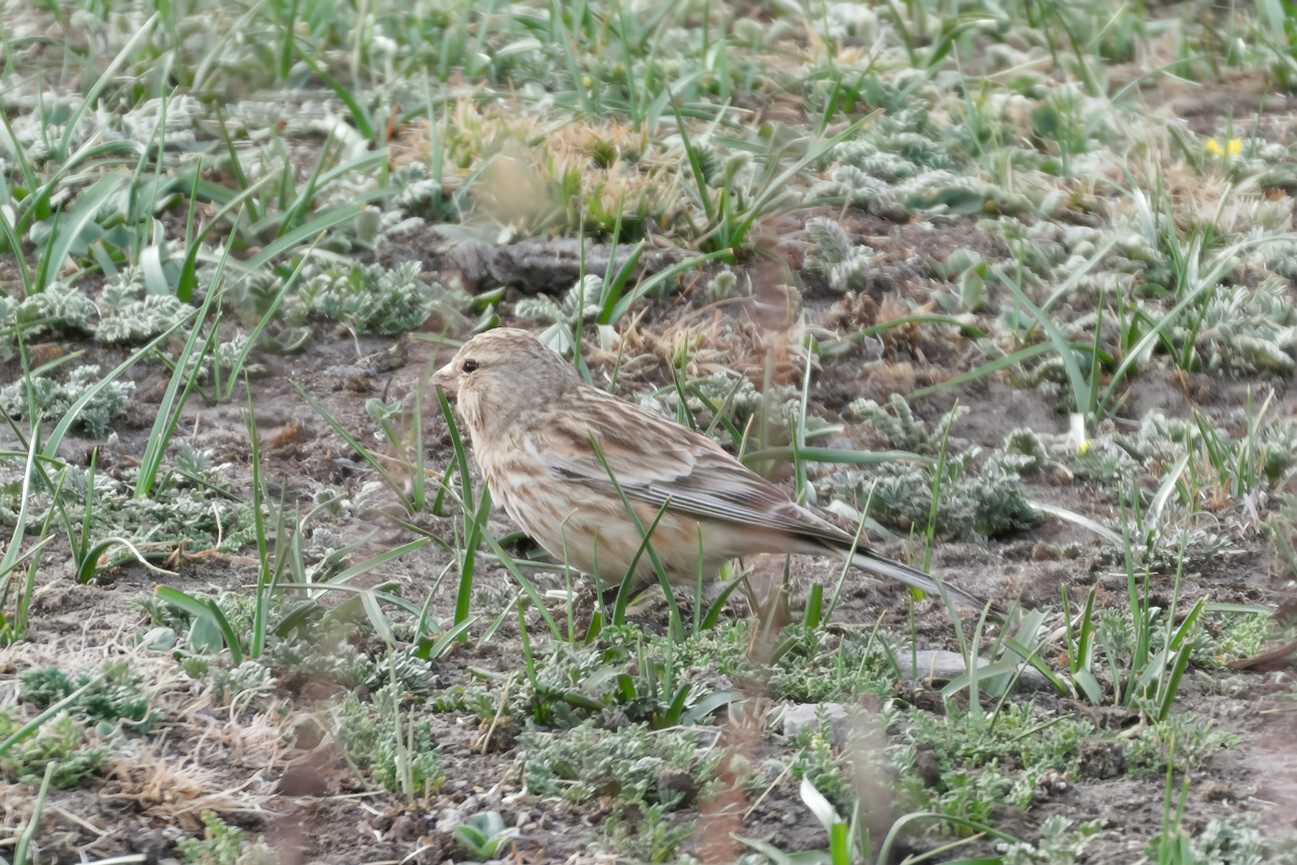 Twite
