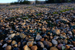 Massonia tenella