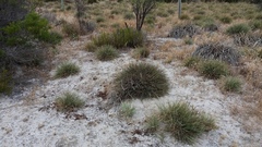 Lomandra effusa