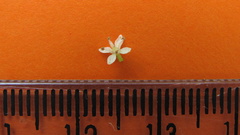 Zanthoxylum petiolare