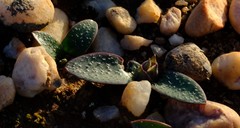Massonia tenella