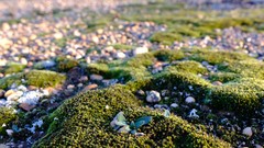 Massonia tenella