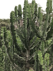 Euphorbia lactea