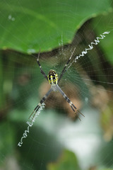 Argiope dang