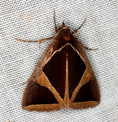 Agamana conjungens