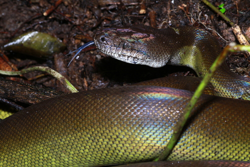 Photo of a Papuan Olive Python (Apodora papuana)
