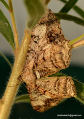 Alcis admissaria