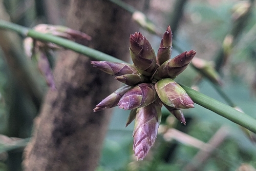 Bambusa oldhamii, photograph 1