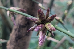 (c) 許文俊, some rights reserved (CC BY-SA) Bambusa oldhamii, photograph (c) 許文俊, some rights reserved (CC BY-SA)