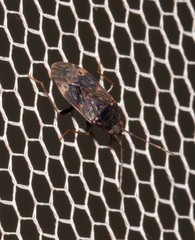 Neolethaeus tenebrosus