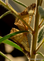 Alcis admissaria