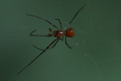 Argyrodes flavescens