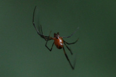 Argyrodes flavescens