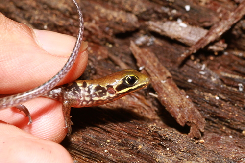 Sphenomorphus jobiensis observed 2025-10-29
