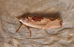 Tymbophora peltastis