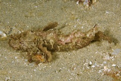 Aploactisoma milesii