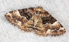 Aporoctena scierodes