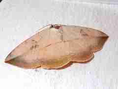 Hypopyra vespertilio