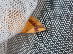 Hypopyra vespertilio