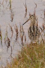 Gallinago magellanica