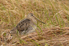 Gallinago magellanica
