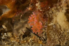 Phyllodesmium poindimiei