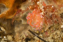 Phyllodesmium poindimiei