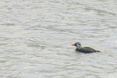 Merganetta armata armata