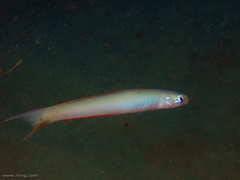 Ptereleotris monoptera