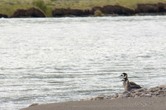 Speculanas specularis