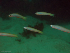 Ptereleotris monoptera