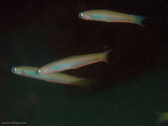 Ptereleotris monoptera