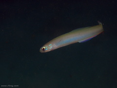 Ptereleotris monoptera