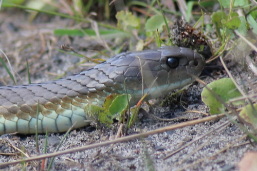 Tiger Snake sighting