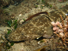 Platycephalus fuscus
